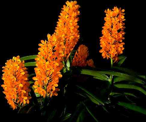 Ascocentrum garay (miniatum)